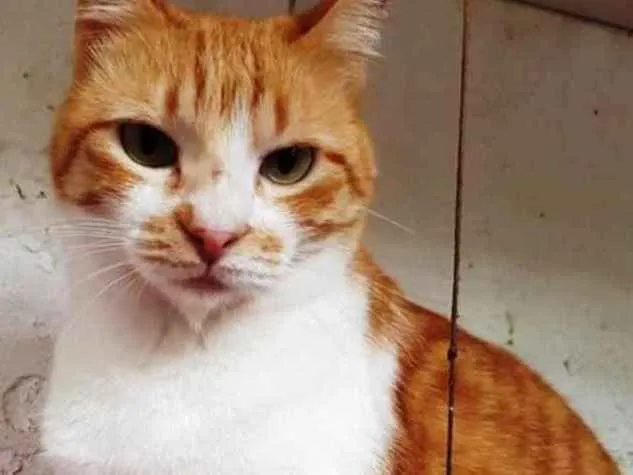 Gato ra a Ruivinha  idade 1 ano nome Adoção urgente 
