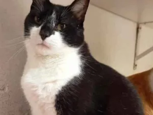 Gato raça Frajola  idade 1 ano nome Adoção urgente 