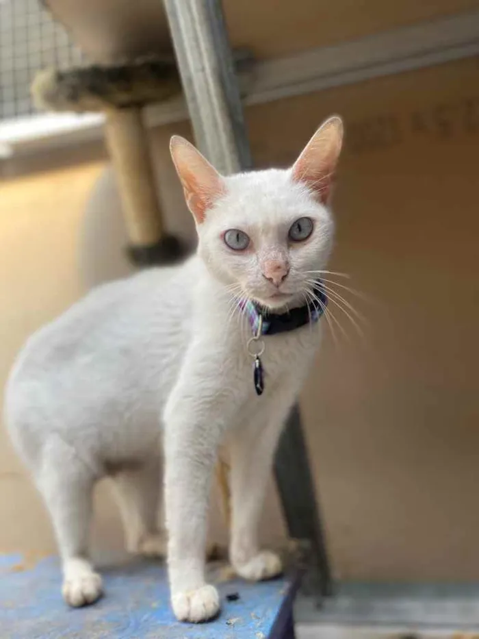 Gato ra a  idade 2 anos nome Baunilha 