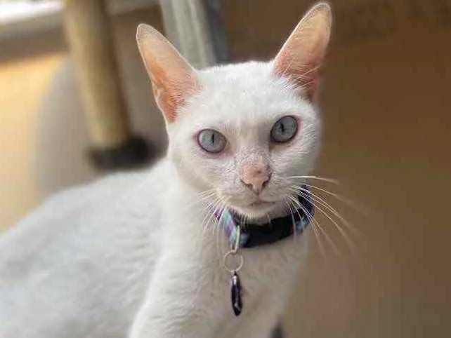 Gato ra a  idade 2 anos nome Baunilha 