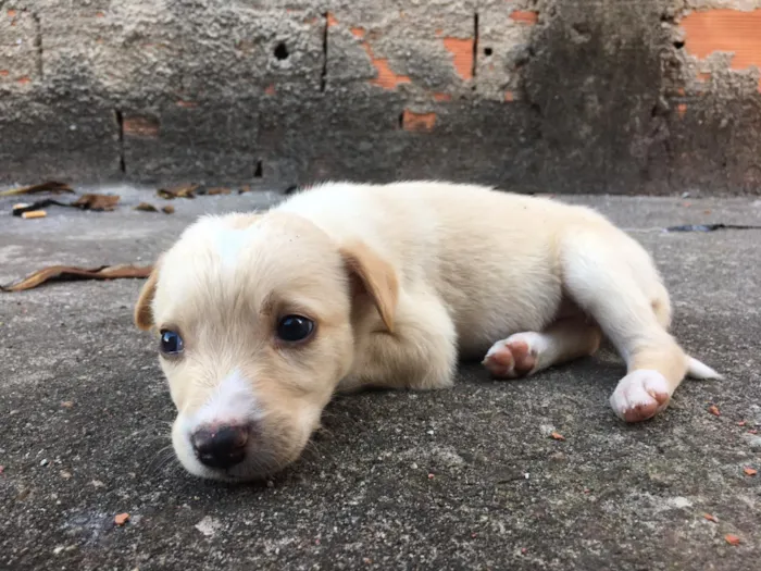 Cachorro raça Vira-lata   idade Abaixo de 2 meses nome Sem nomes