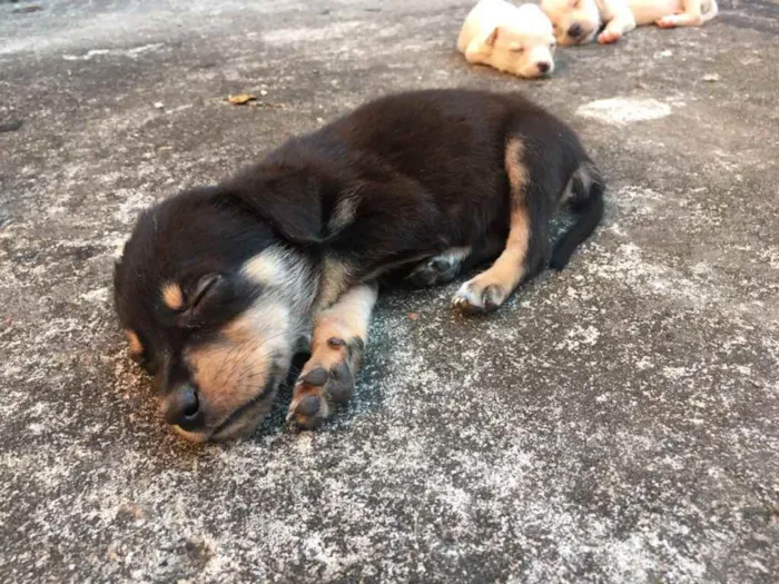 Cachorro raça Vira-lata   idade Abaixo de 2 meses nome Sem nomes