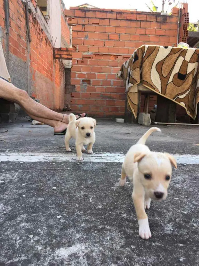 Cachorro raça Vira-lata   idade Abaixo de 2 meses nome Sem nomes
