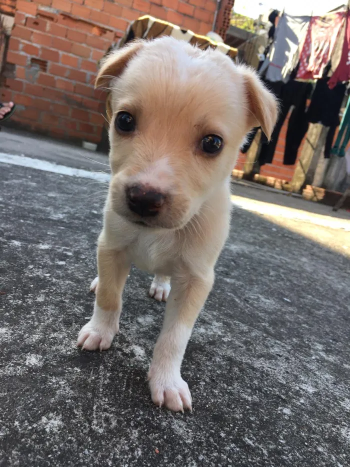 Cachorro raça Vira-lata   idade Abaixo de 2 meses nome Sem nomes
