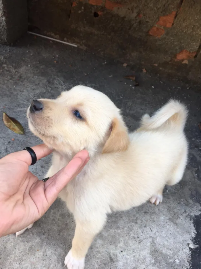 Cachorro raça Vira-lata   idade Abaixo de 2 meses nome Sem nomes