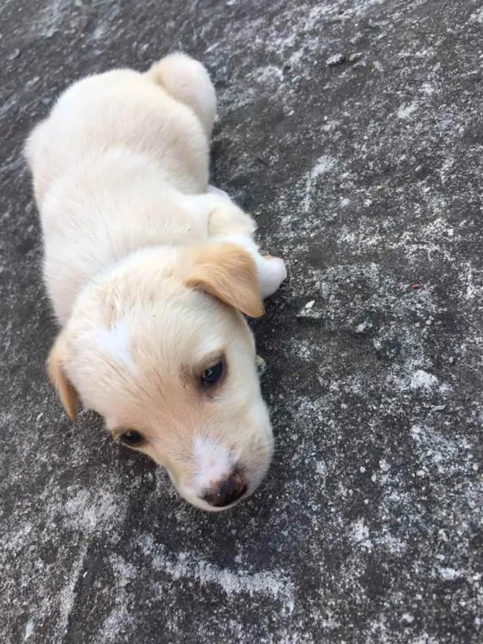 Cachorro raça Vira-lata   idade Abaixo de 2 meses nome Sem nomes