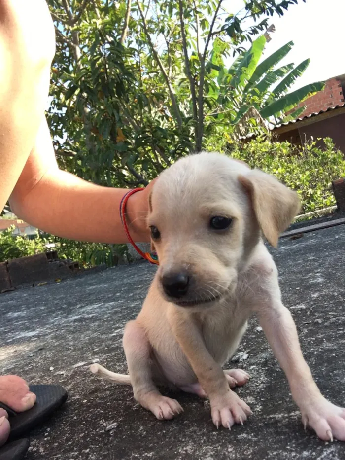 Cachorro raça Vira-lata   idade Abaixo de 2 meses nome Sem nomes