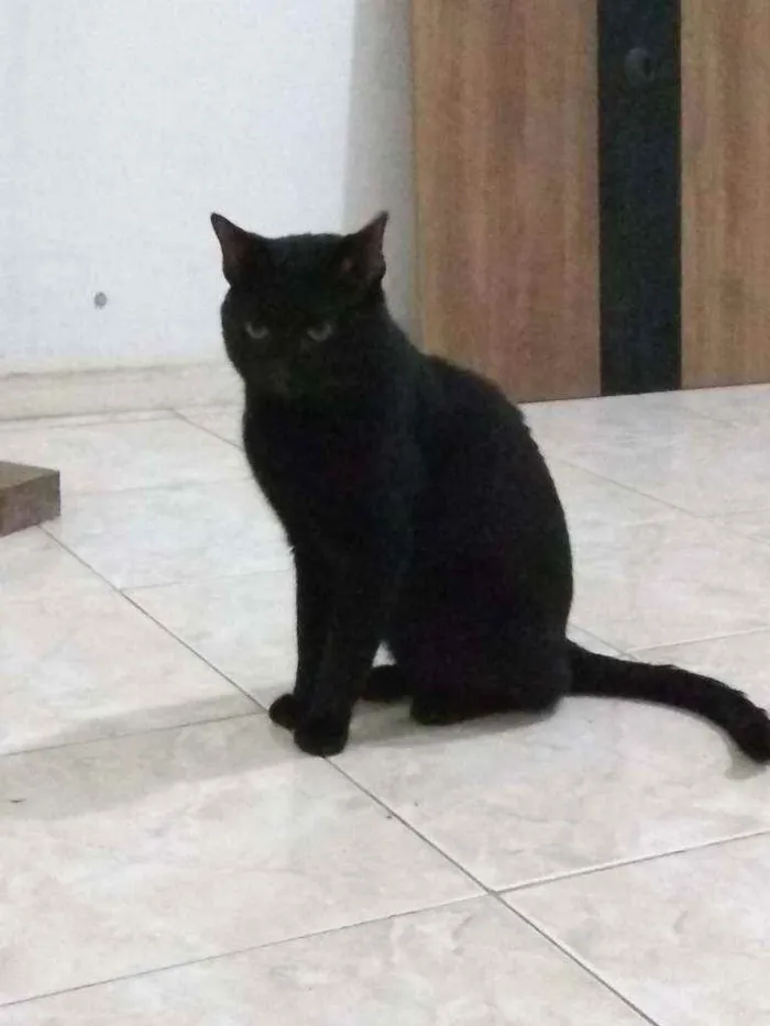 Gato ra a Viralata idade 3 anos nome Salem