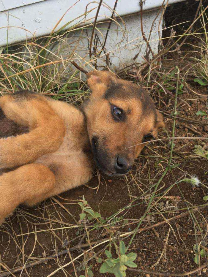 Cachorro ra a Não definida idade 2 a 6 meses nome Sem nome