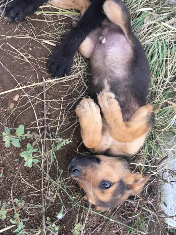 Cachorro ra a Não definida idade 2 a 6 meses nome Sem nome