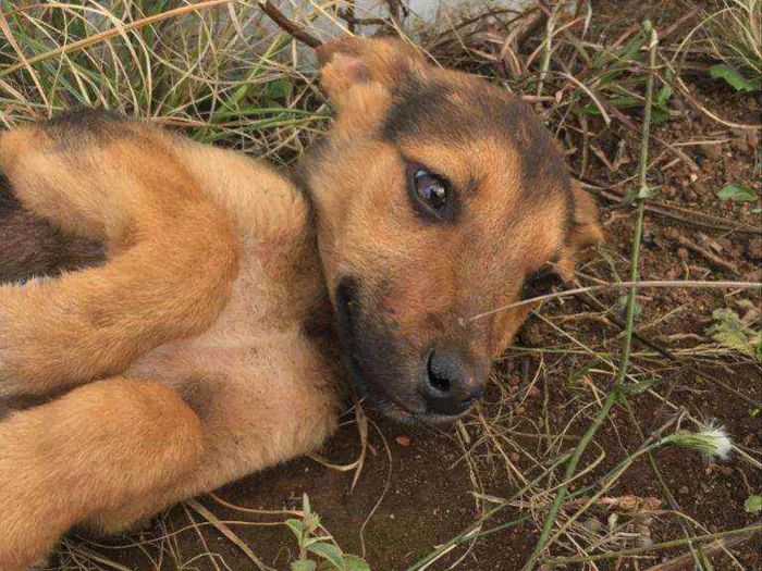 Cachorro ra a Não definida idade 2 a 6 meses nome Sem nome