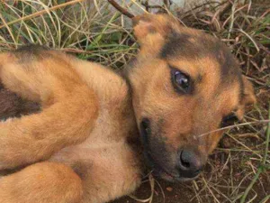 Cachorro raça Não definida idade 2 a 6 meses nome Sem nome