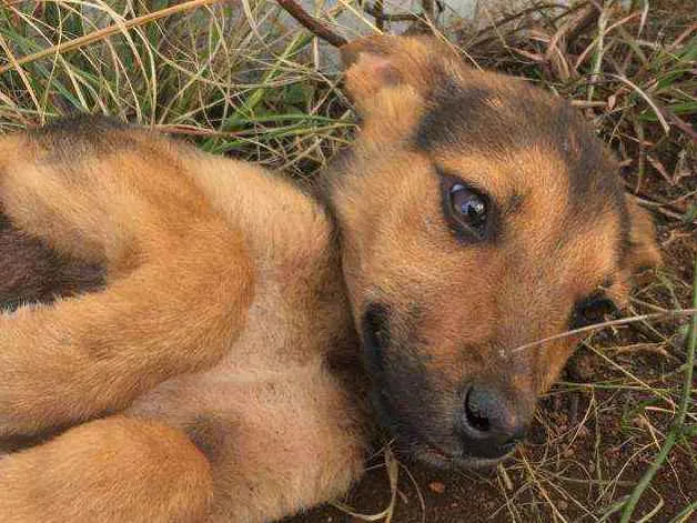 Cachorro ra a Não definida idade 2 a 6 meses nome Sem nome