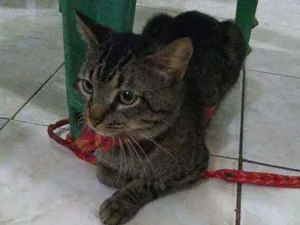 Gato raça Vira lata idade 3 anos nome jack sparrow