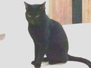 Gato raça Viralata idade 3 anos nome Salem