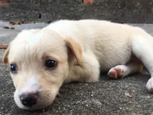 Cachorro raça Vira-lata   idade Abaixo de 2 meses nome Sem nomes