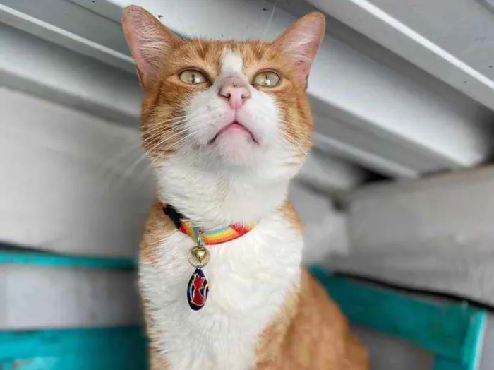 Gato ra a  idade 1 ano nome Caramelo 