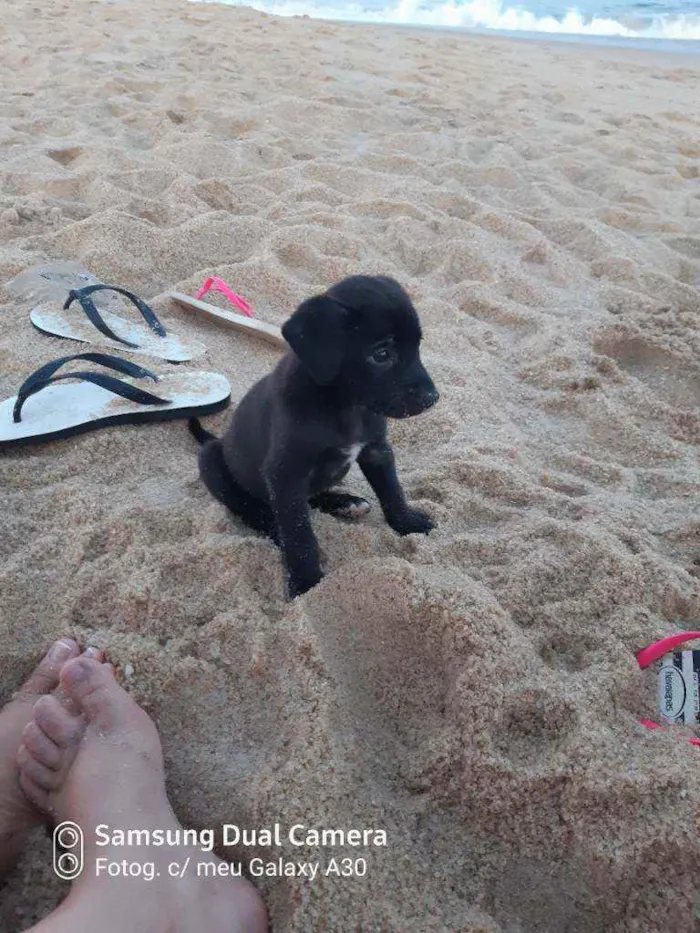 Cachorro raça Pitbull  idade Abaixo de 2 meses nome Anori