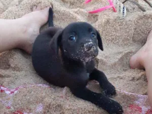 Cachorro raça Pitbull  idade Abaixo de 2 meses nome Anori
