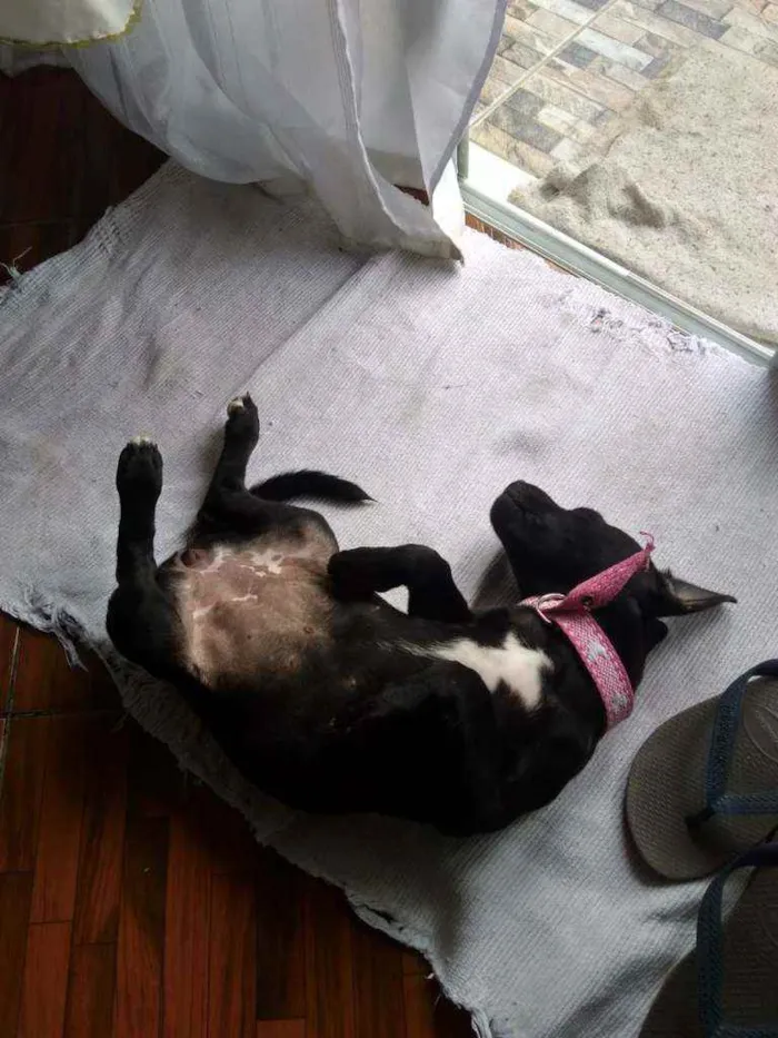 Cachorro raça Srd idade 2 a 6 meses nome Pantera