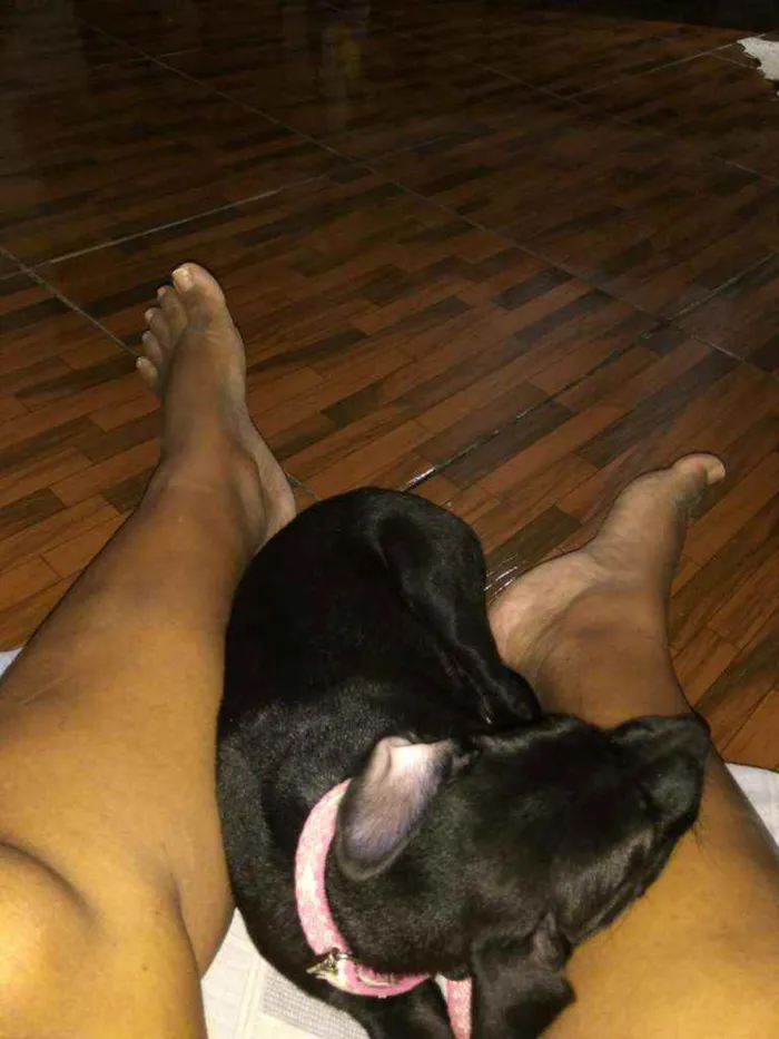 Cachorro raça Srd idade 2 a 6 meses nome Pantera
