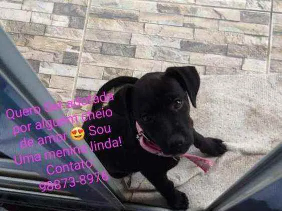 Cachorro raça Srd idade 2 a 6 meses nome Pantera