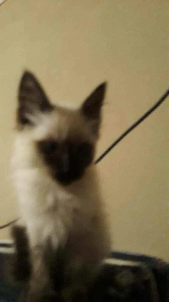 Gato ra a Siamês  idade 2 a 6 meses nome Sam 