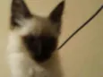 Sam 