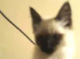 Sam 