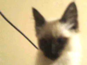Gato raça Siamês  idade 2 a 6 meses nome Sam 