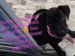 Cachorro raça Srd idade 2 a 6 meses nome Pantera
