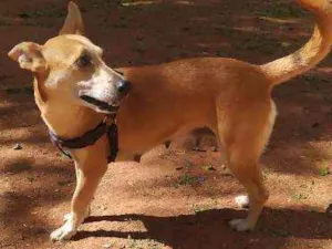 Cachorro raça Srd idade 2 anos nome Luna