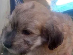 Cachorro raça srd idade 2 a 6 meses nome Filhotes 2 meses