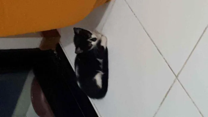 Gato raça Sem raça definida  idade 2 a 6 meses nome Vitório 