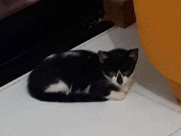 Gato raça Sem raça definida  idade 2 a 6 meses nome Vitório 