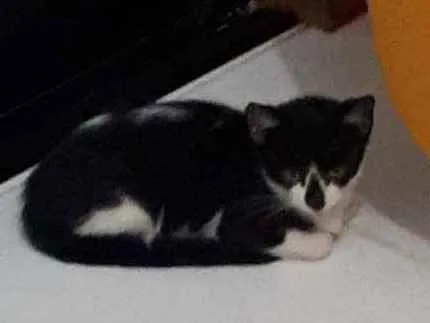 Gato raça Sem raça definida  idade 2 a 6 meses nome Vitório 