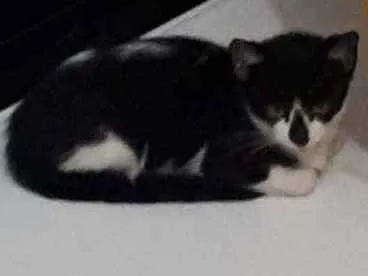 Gato raça Sem raça definida  idade 2 a 6 meses nome Vitório 