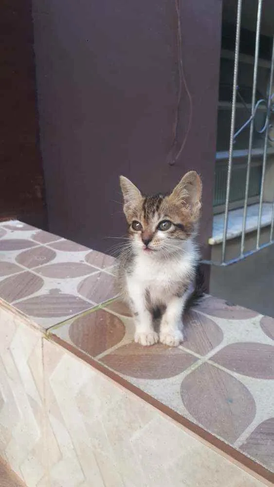 Gato raça Sem raça definida  idade Abaixo de 2 meses nome Fofinho 
