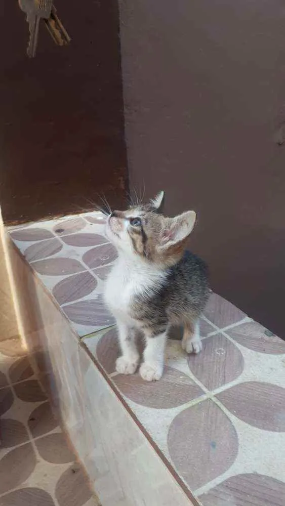 Gato raça Sem raça definida  idade Abaixo de 2 meses nome Fofinho 