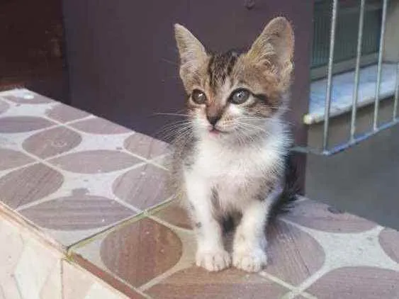 Gato raça Sem raça definida  idade Abaixo de 2 meses nome Fofinho 