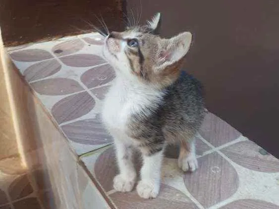Gato raça Sem raça definida  idade Abaixo de 2 meses nome Fofinho 