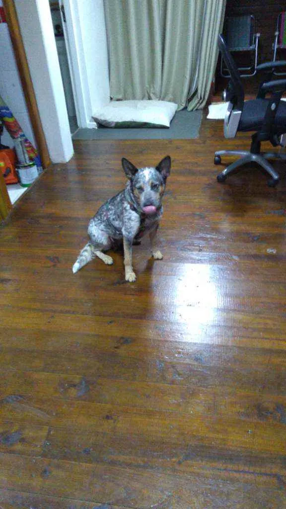Cachorro ra a BLUE Heller idade 3 anos nome Farofa