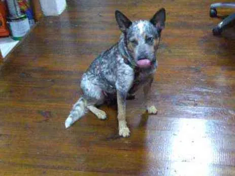 Cachorro ra a BLUE Heller idade 3 anos nome Farofa