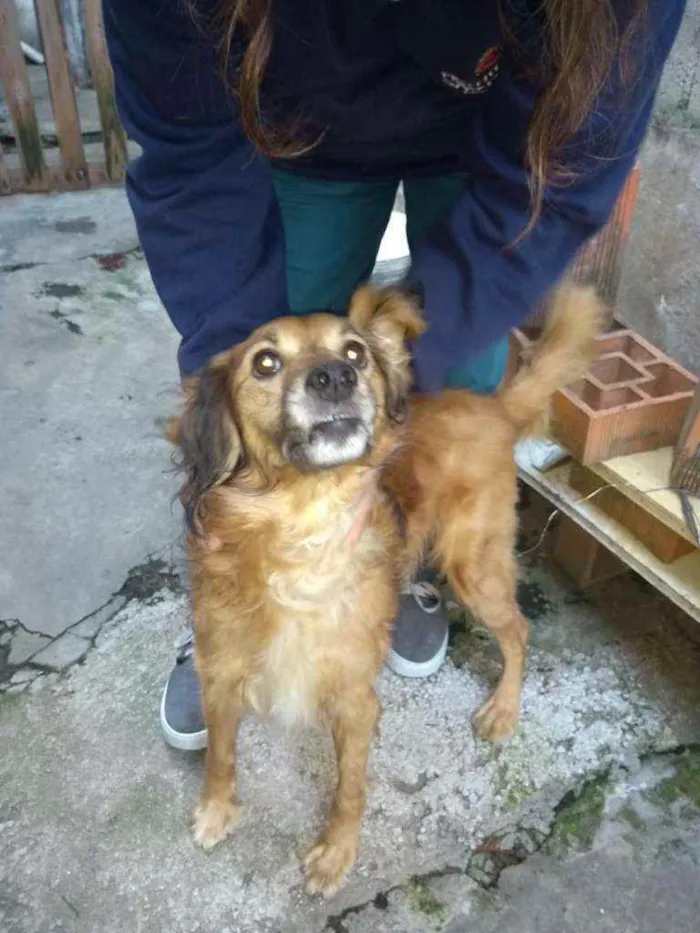 Cachorro raça SRD idade 6 ou mais anos nome Nick