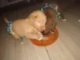 Penélope e Pandora