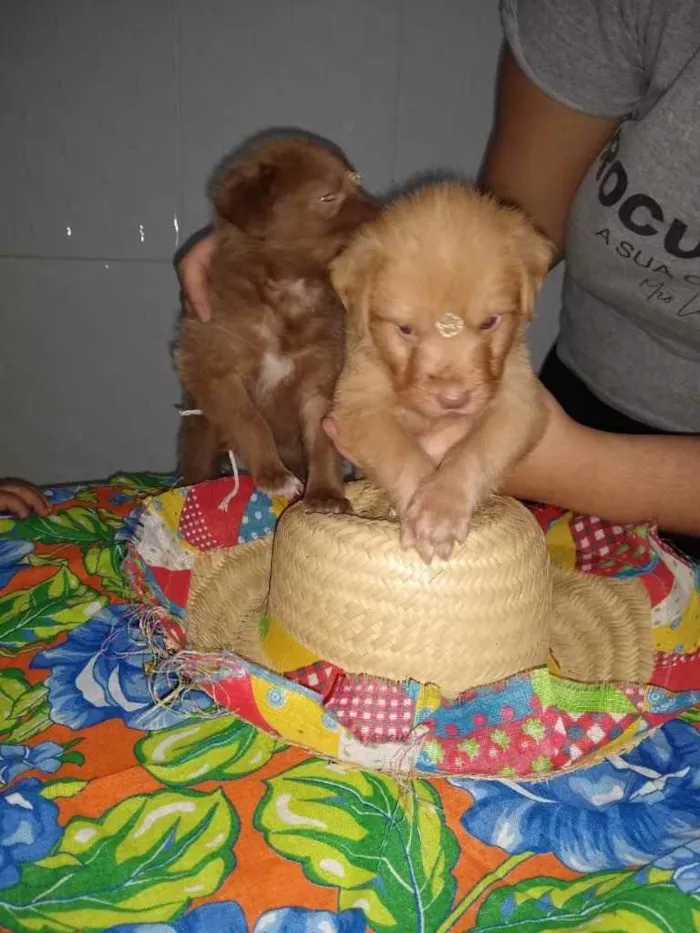 Cachorro ra a Desconhecido  idade Abaixo de 2 meses nome Penélope e Pandora 