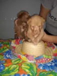 Penélope e Pandora