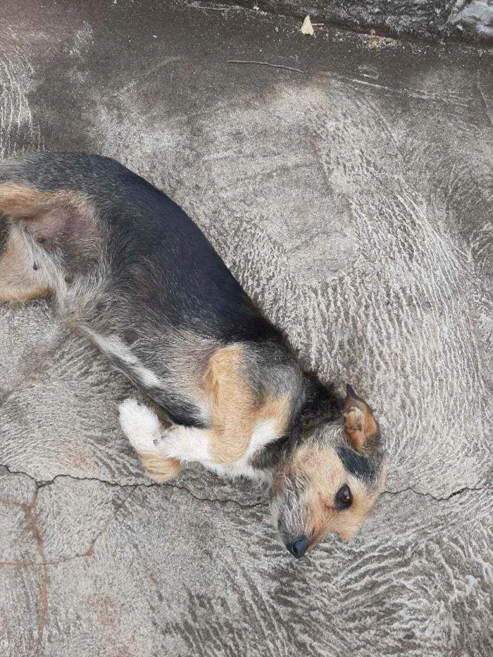 Cachorro ra a Mista idade 4 anos nome Laila