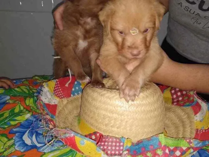Cachorro ra a Desconhecido  idade Abaixo de 2 meses nome Penélope e Pandora 