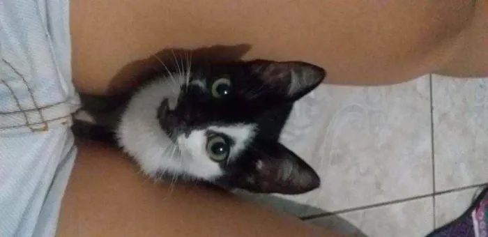 Gato ra a SRD idade Abaixo de 2 meses nome Pandora